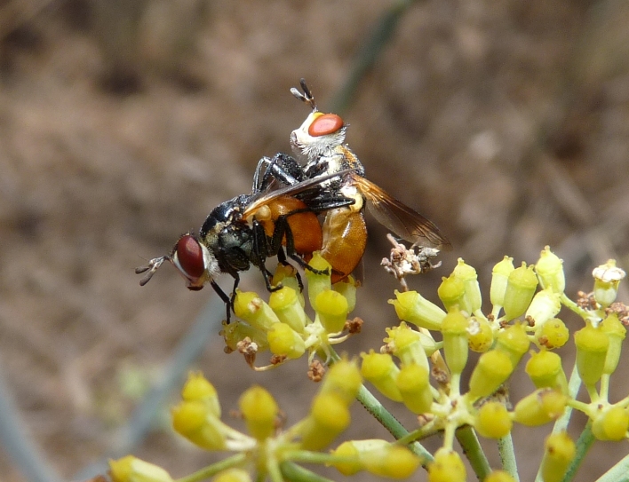 Gymnosoma sp. (Tachinidae)